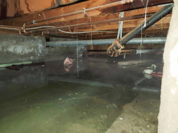 Best Water damage cleanup near me  in Serenada, TX